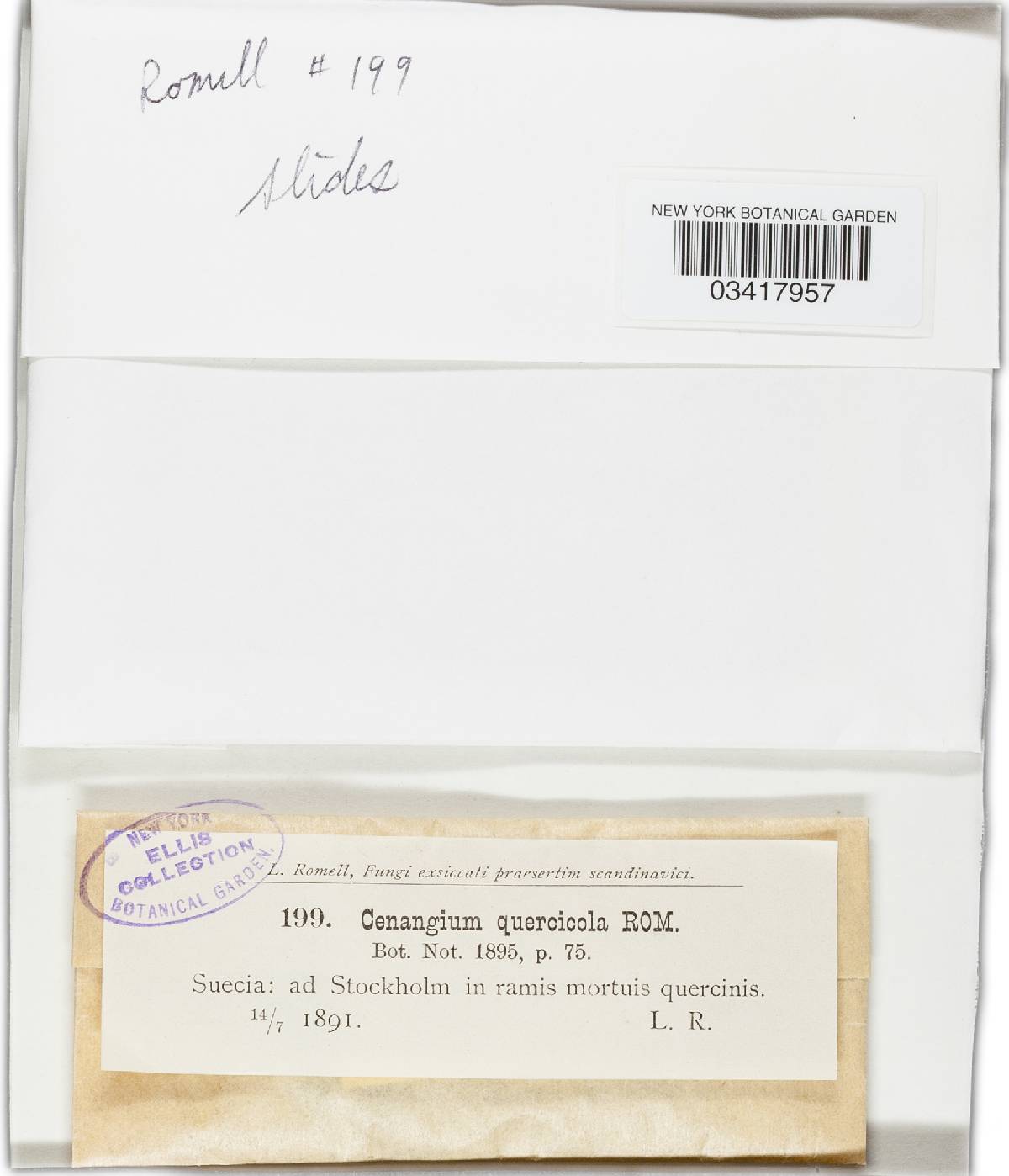 Cenangiopsis image