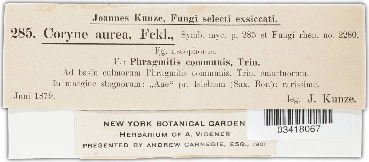 Coryne aurea image