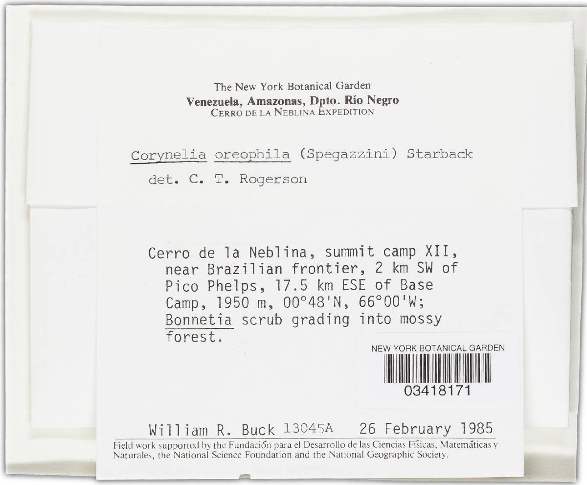 Corynelia oreophila image