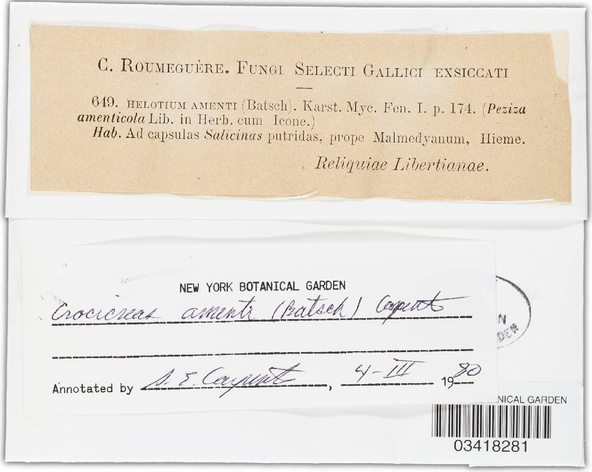 Crocicreas amenti image