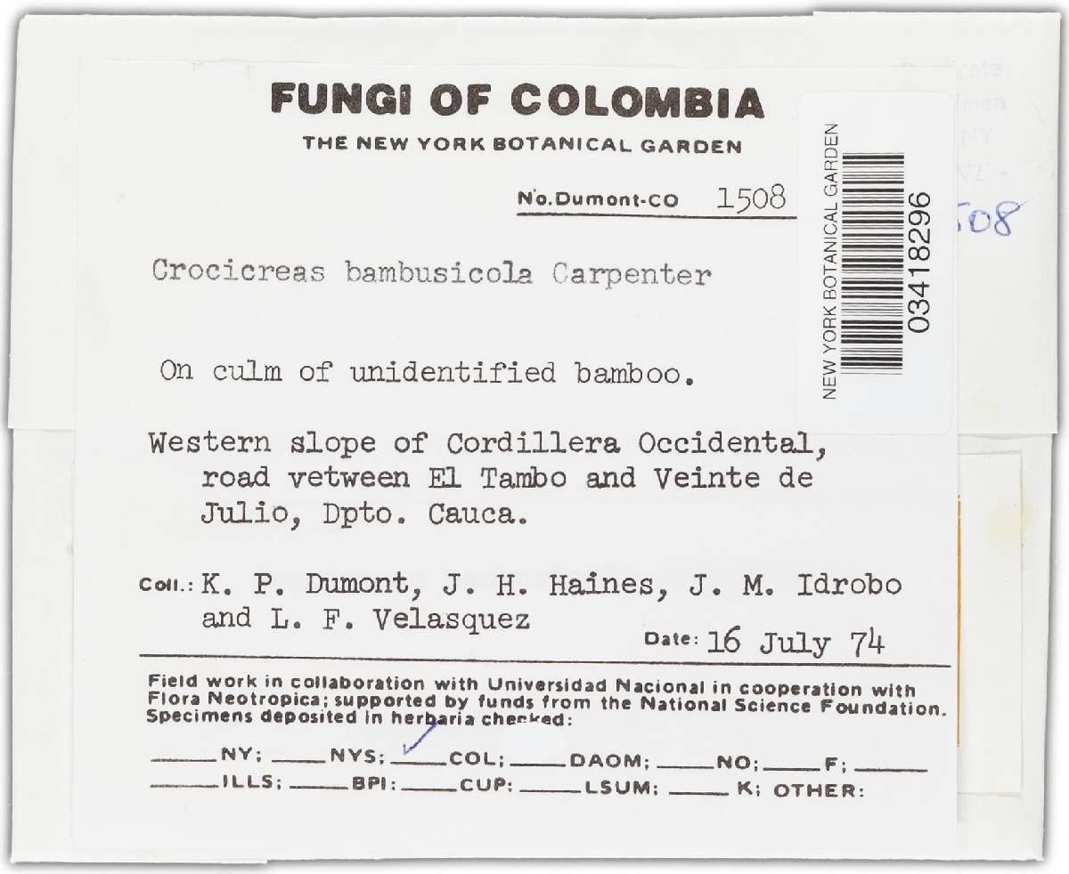 Crocicreas bambusicola image