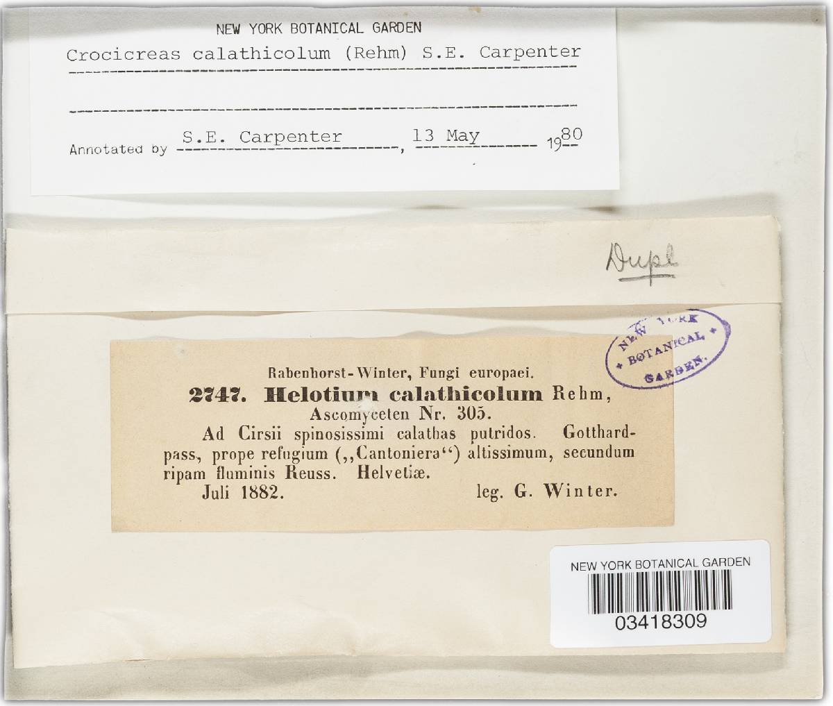 Crocicreas calathicola image