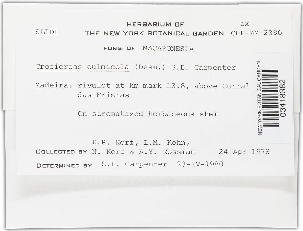 Crocicreas culmicola image