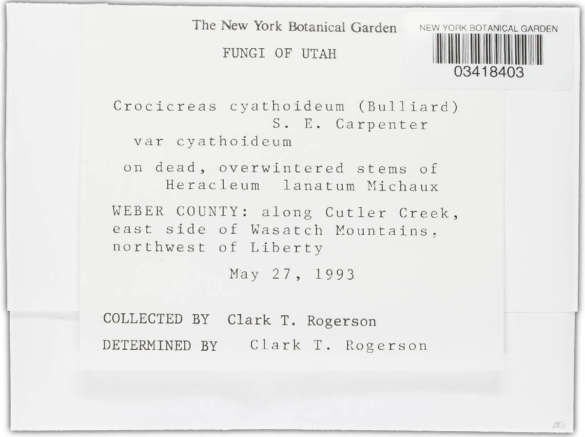 Crocicreas cyathoideum var. cyathoideum image