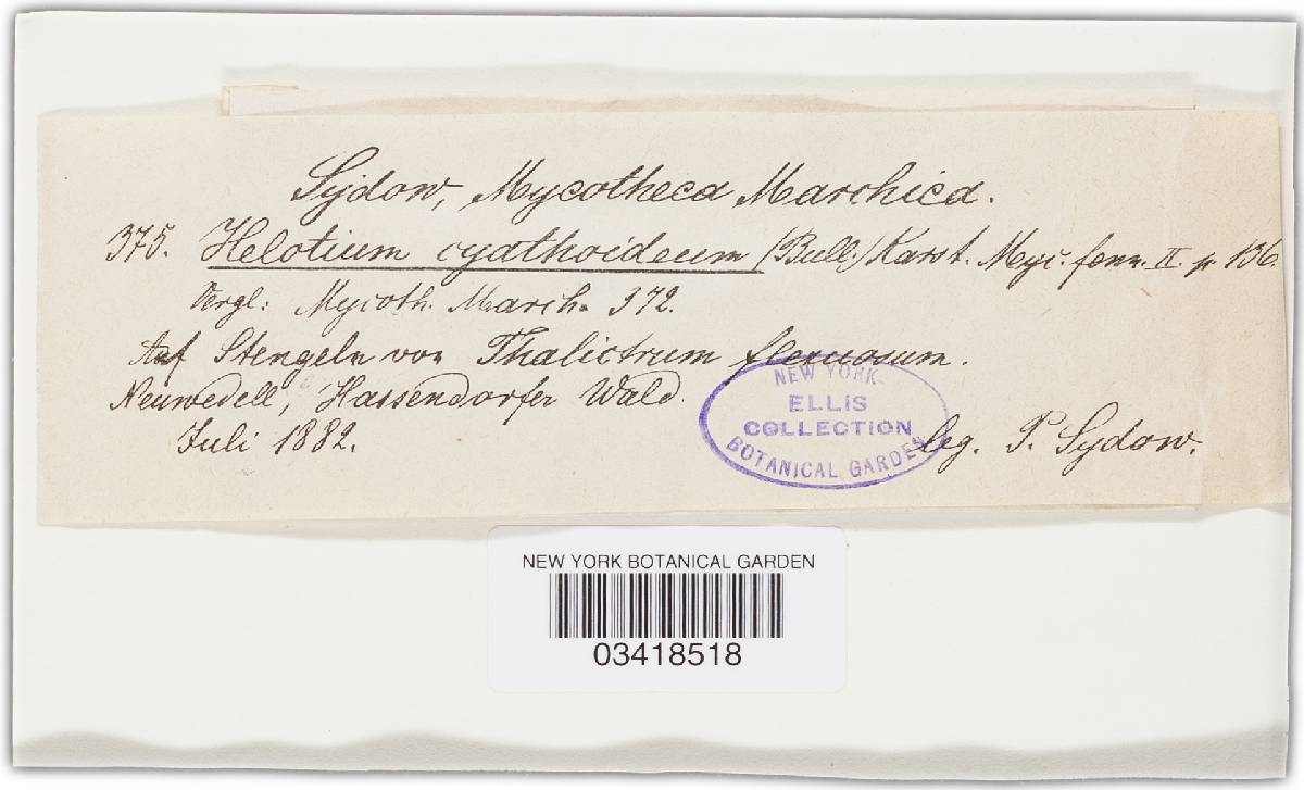 Crocicreas cyathoideum var. cyathoideum image