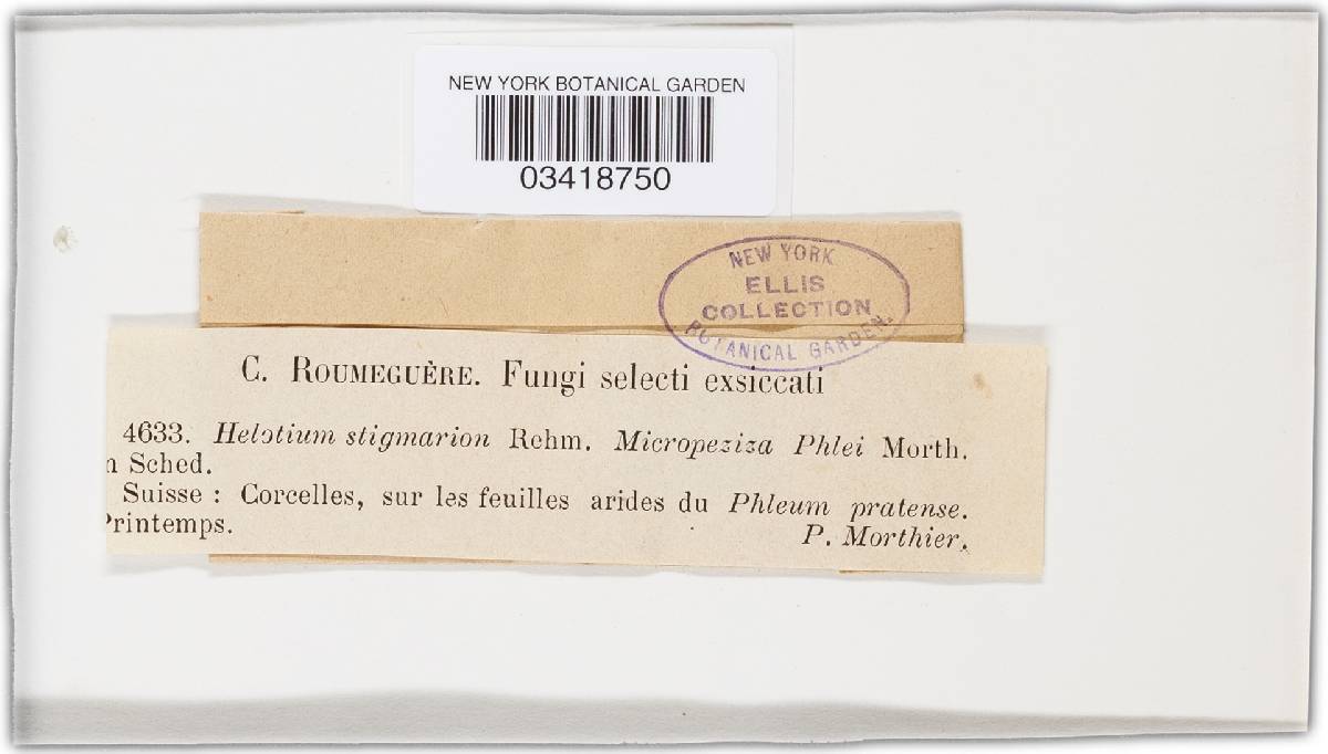 Crocicreas gramineum var. gramineum image