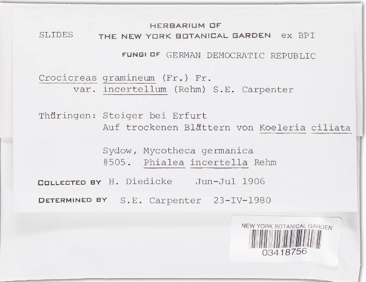 Crocicreas gramineum var. incertellum image