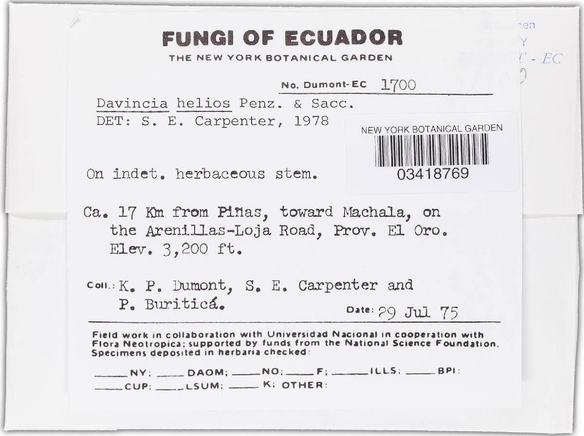 Crocicreas helios image