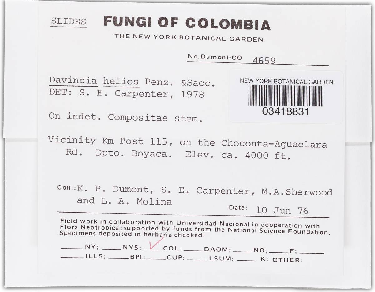 Crocicreas image