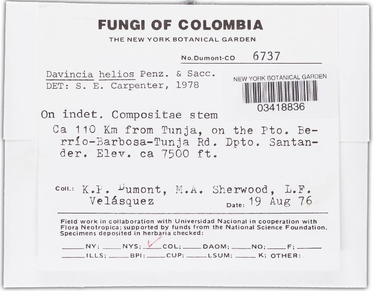 Crocicreas helios image