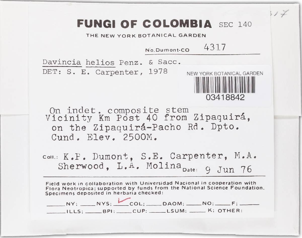 Crocicreas image