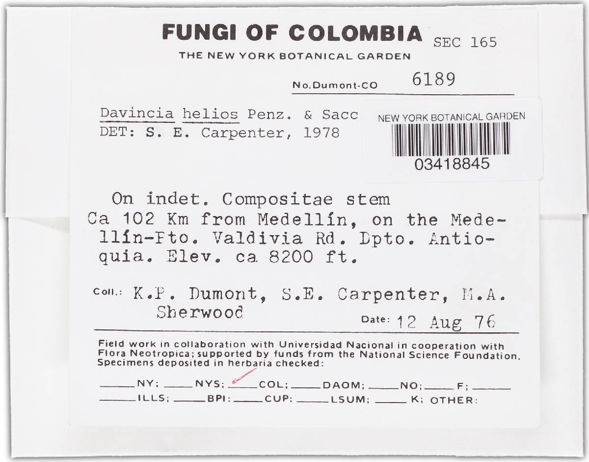Crocicreas helios image