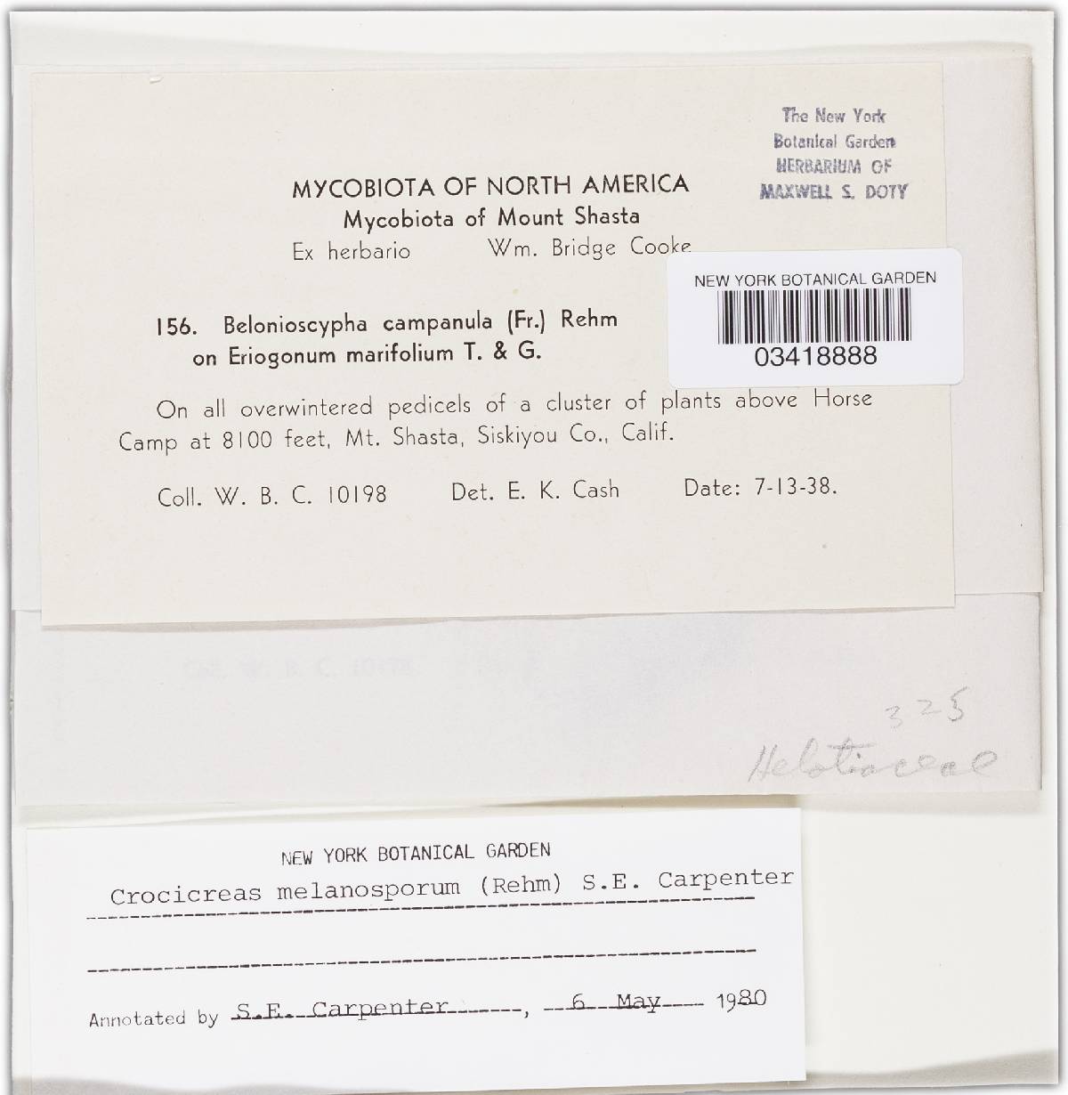 Crocicreas image