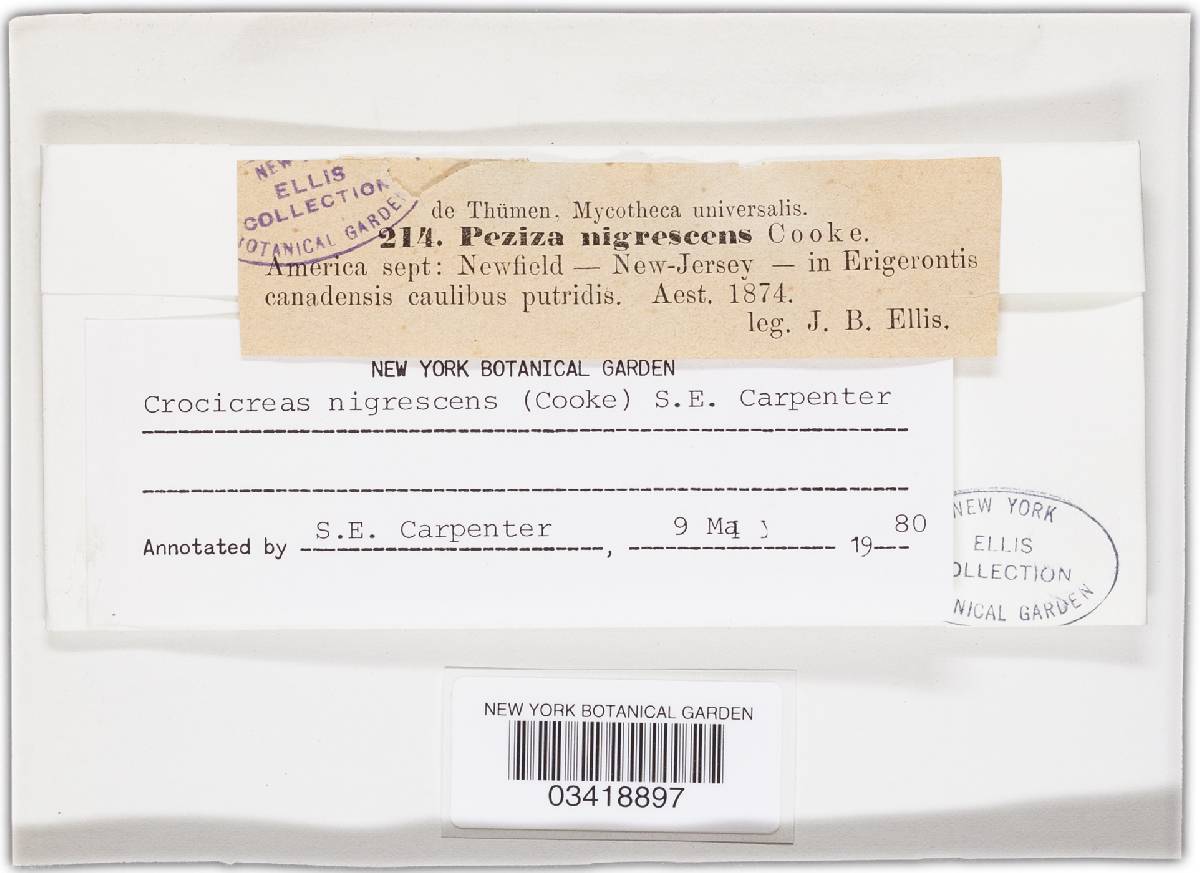 Crocicreas nigrescens image