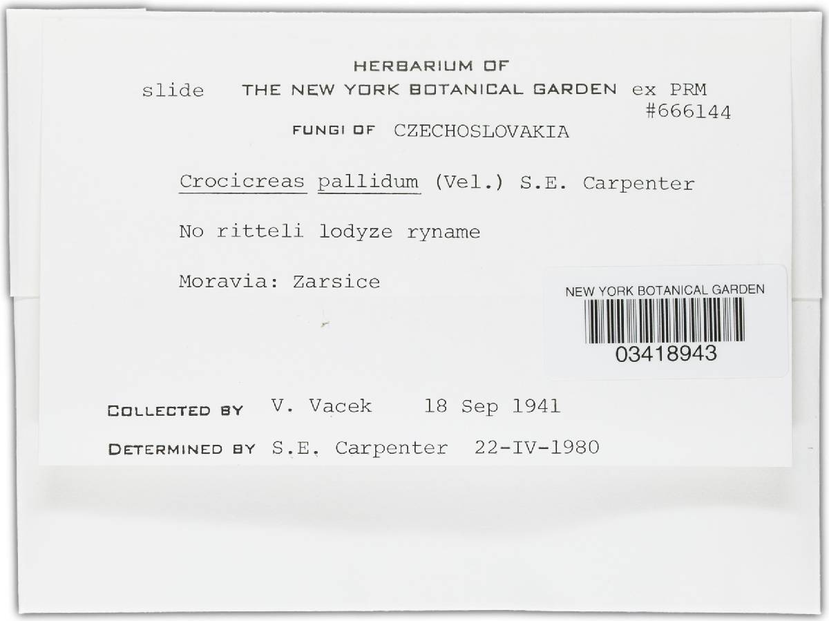 Crocicreas pallidum image