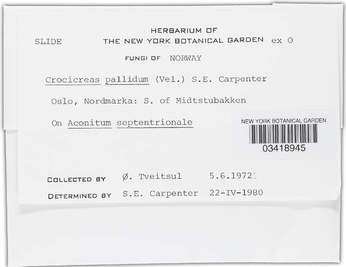 Crocicreas pallidum image