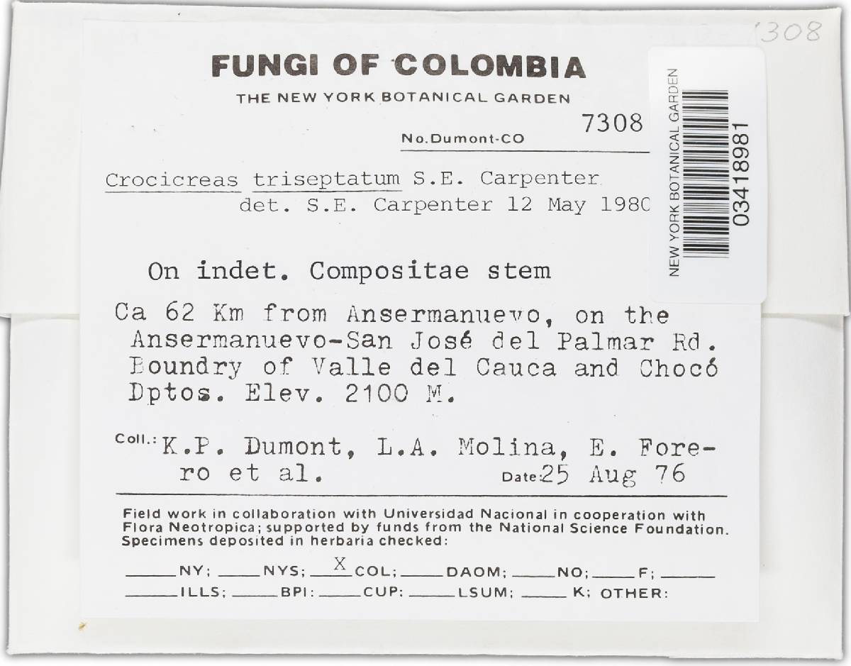 Crocicreas triseptatum image