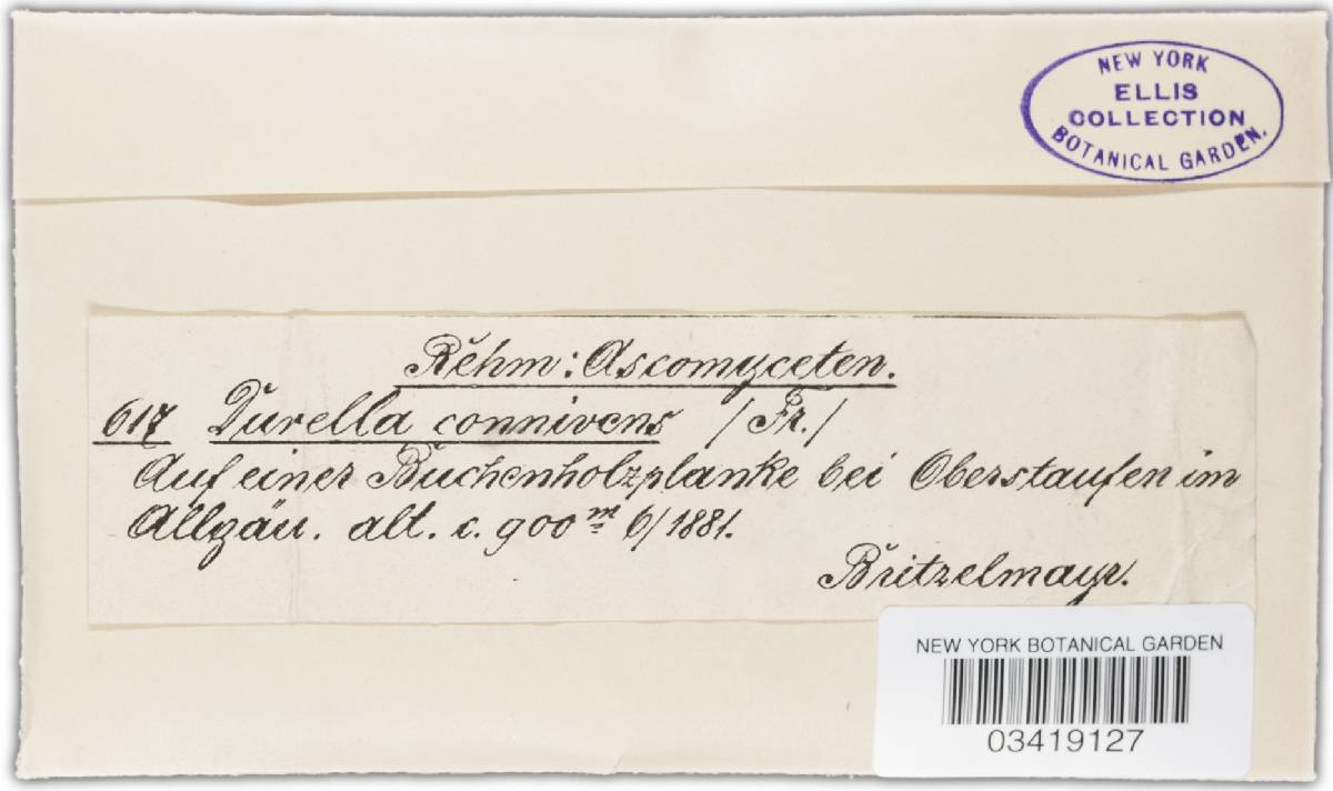 Durella connivens image