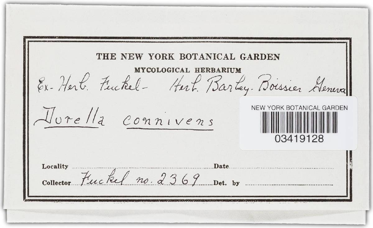 Durella connivens image