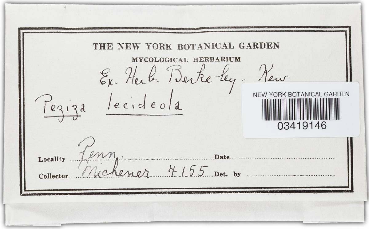 Durella lecideola image