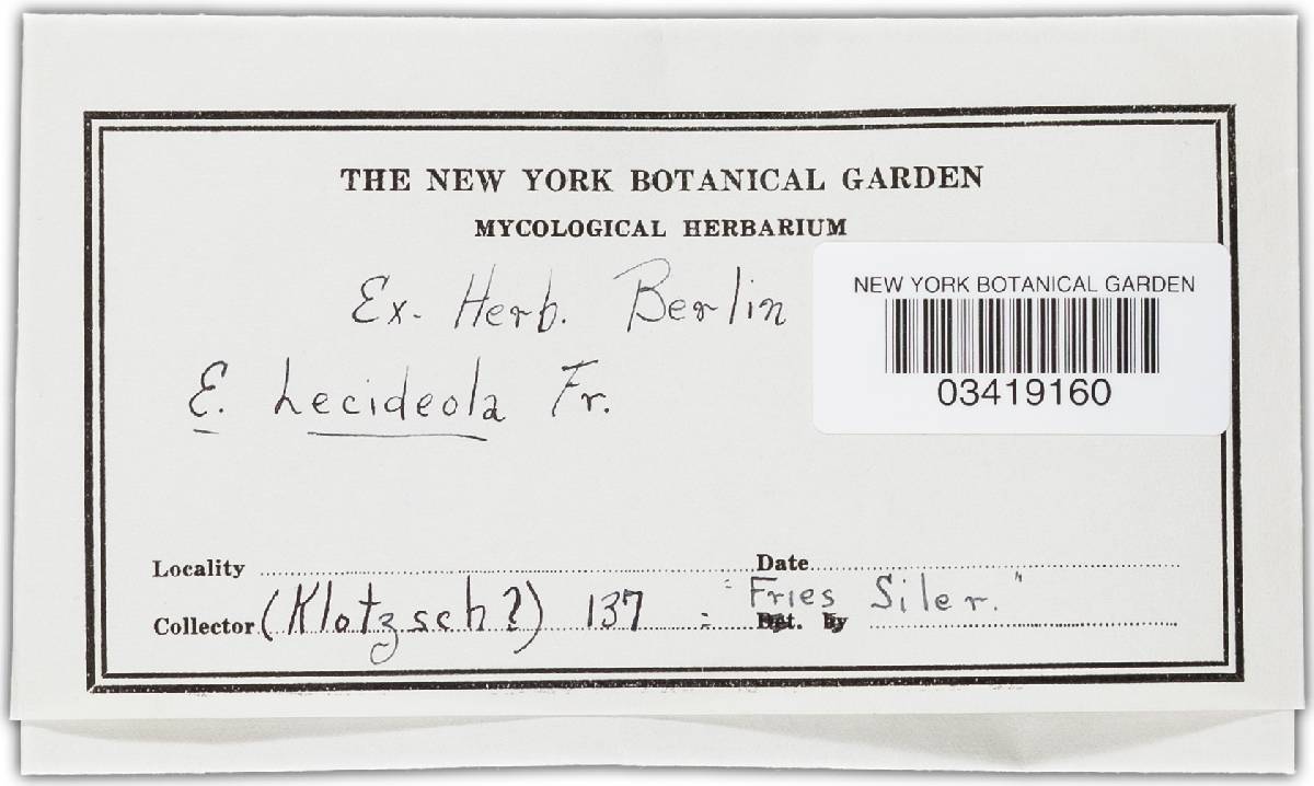 Durella lecideola image