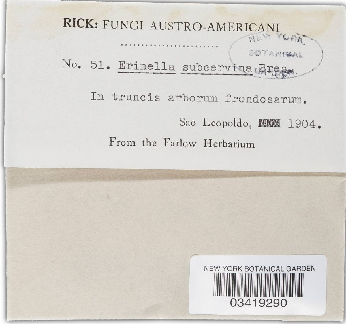 Erinella subcervina image