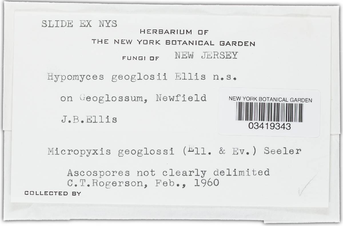 Gelatinopsis geoglossi image