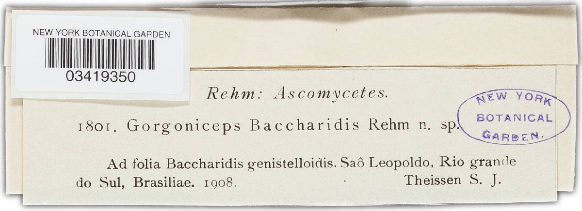 Gorgoniceps baccharidis image