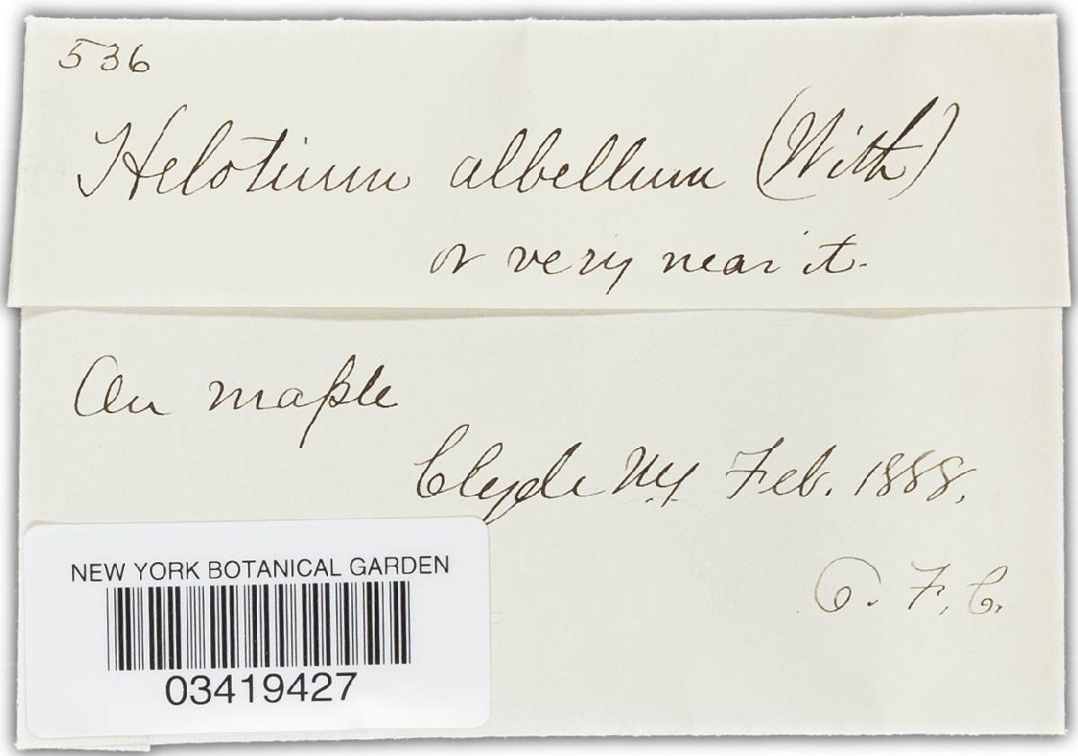 Helotium albellum image