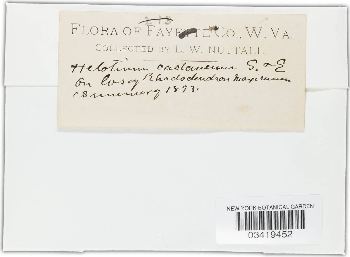 Helotium castaneum image