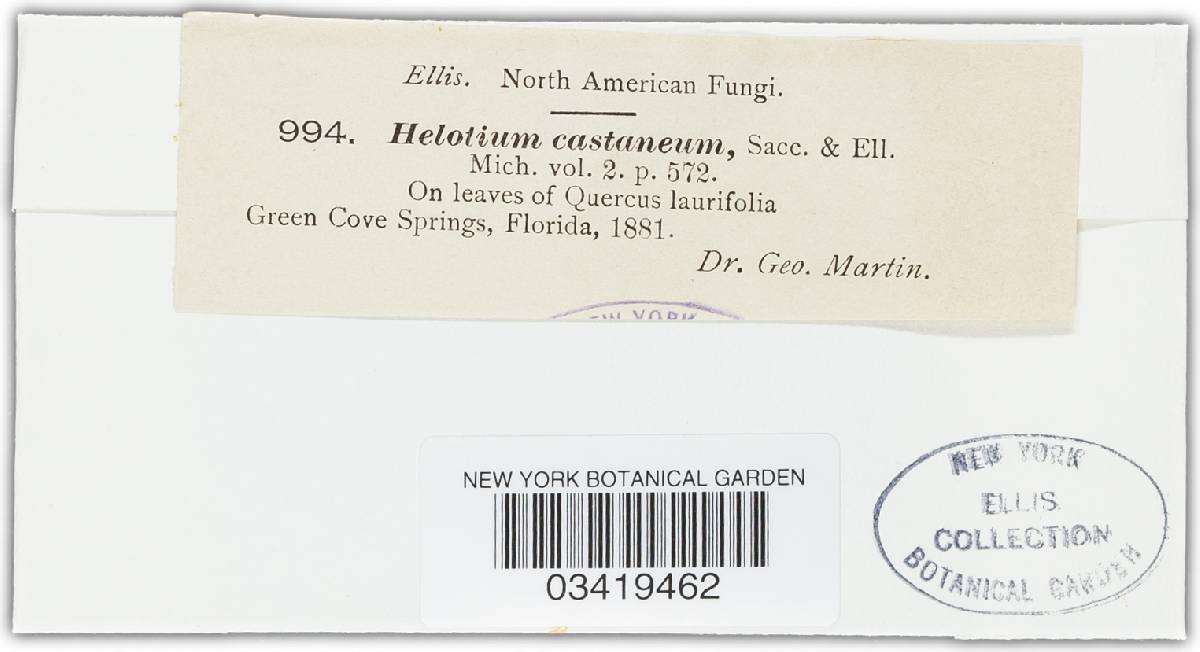 Helotium castaneum image