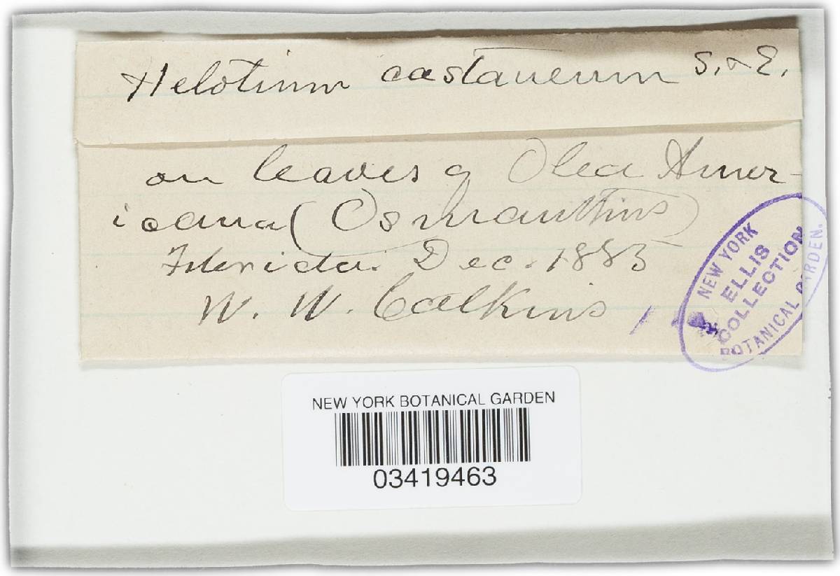Helotium castaneum image