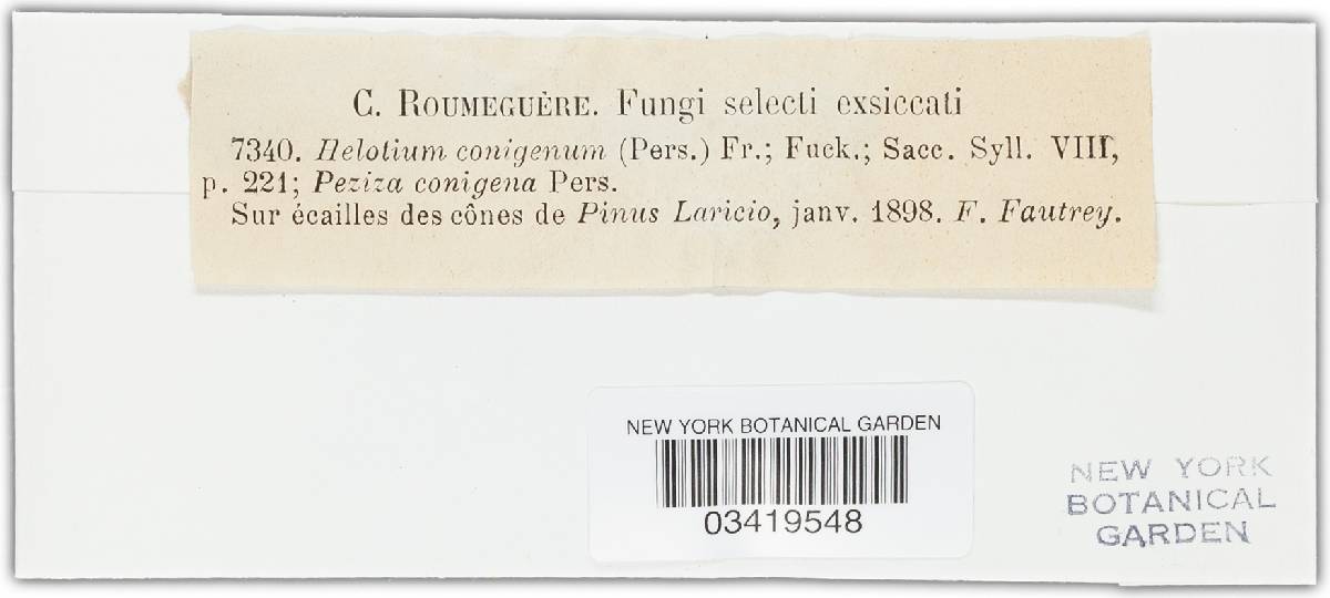 Mollisia conigena image