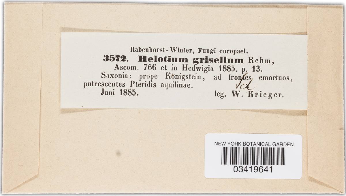 Microscypha image