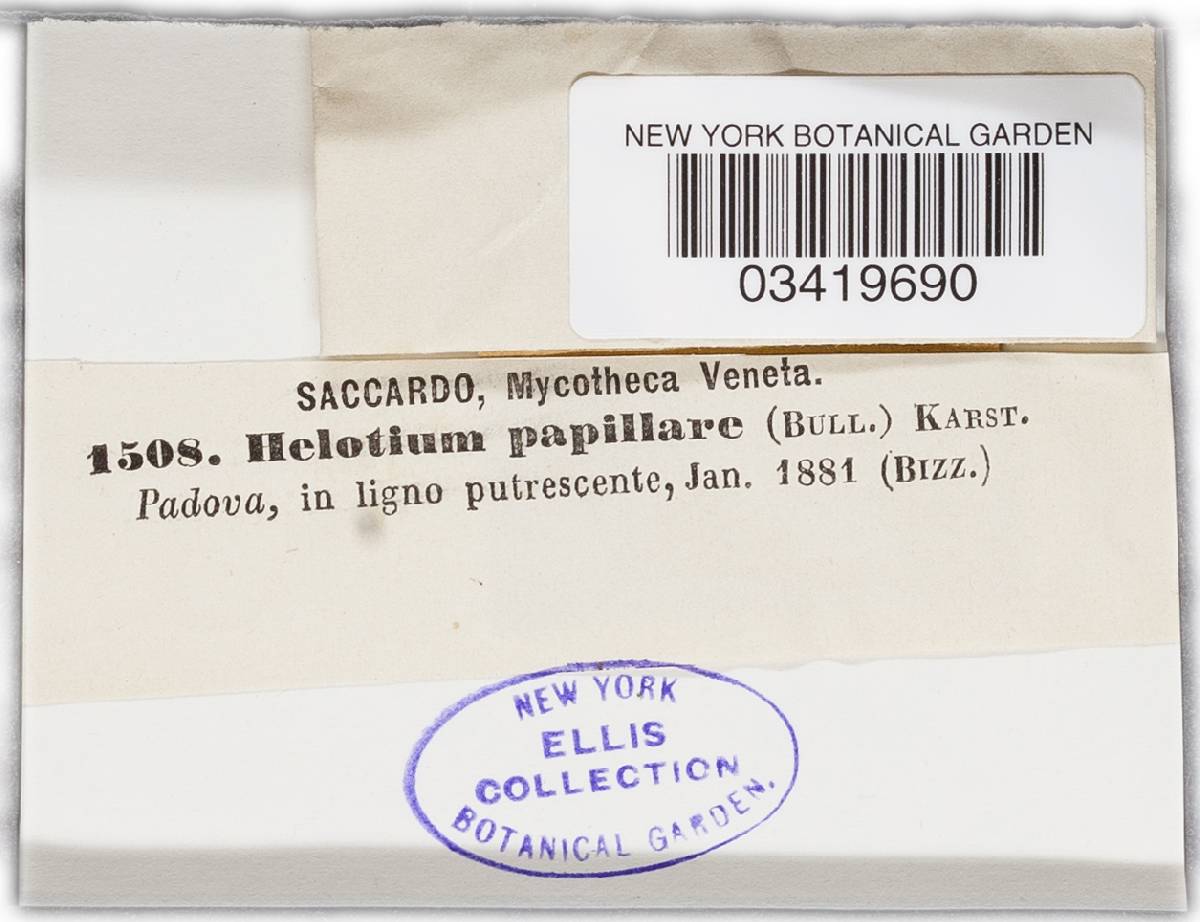 Helotium papillare image
