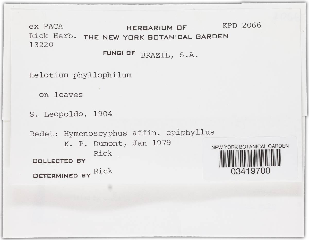 Hymenoscyphus phyllophilus image