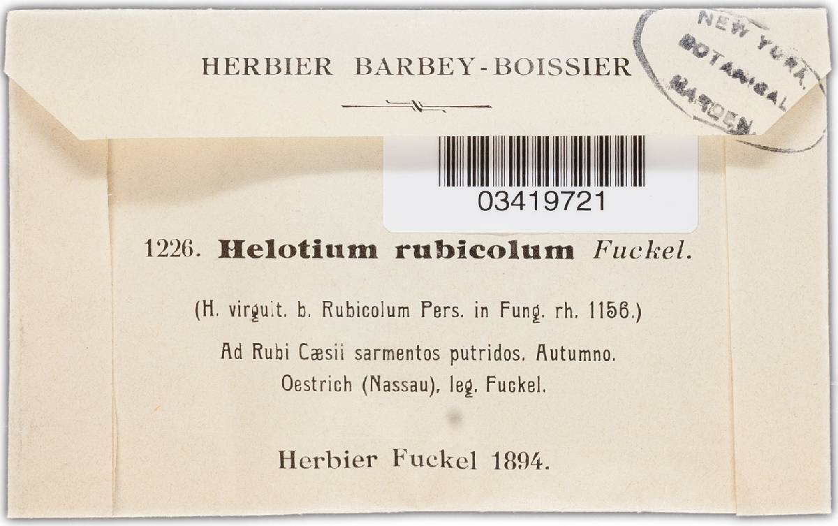 Helotium rubicolum image