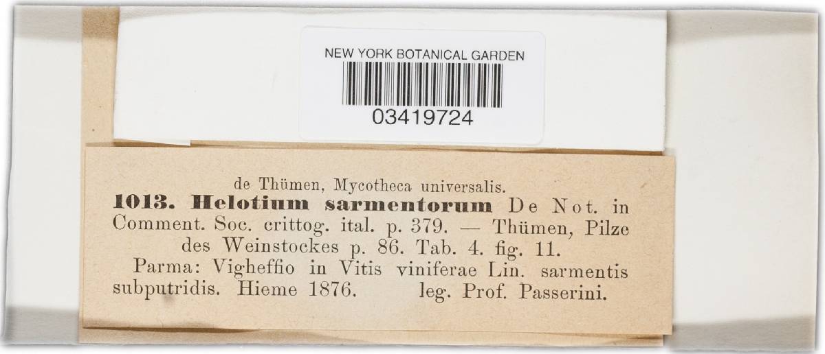 Helotium sarmentorum image