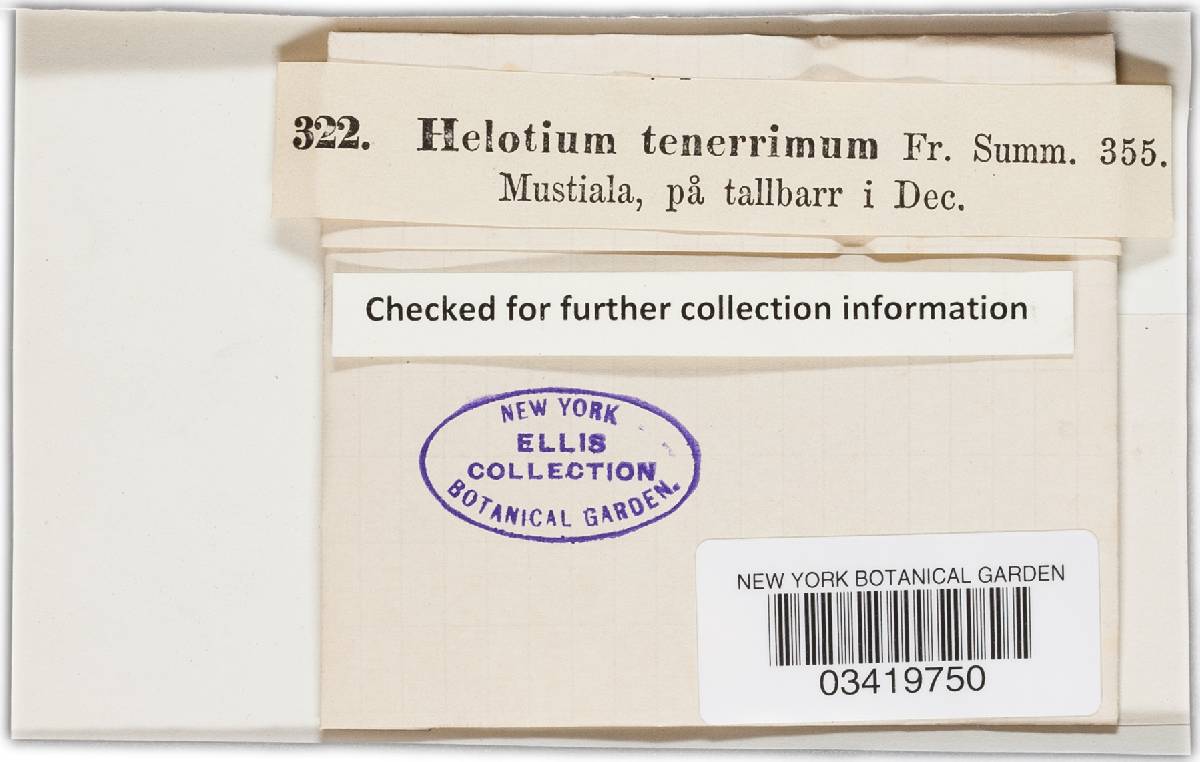 Helotium tenerrimum image
