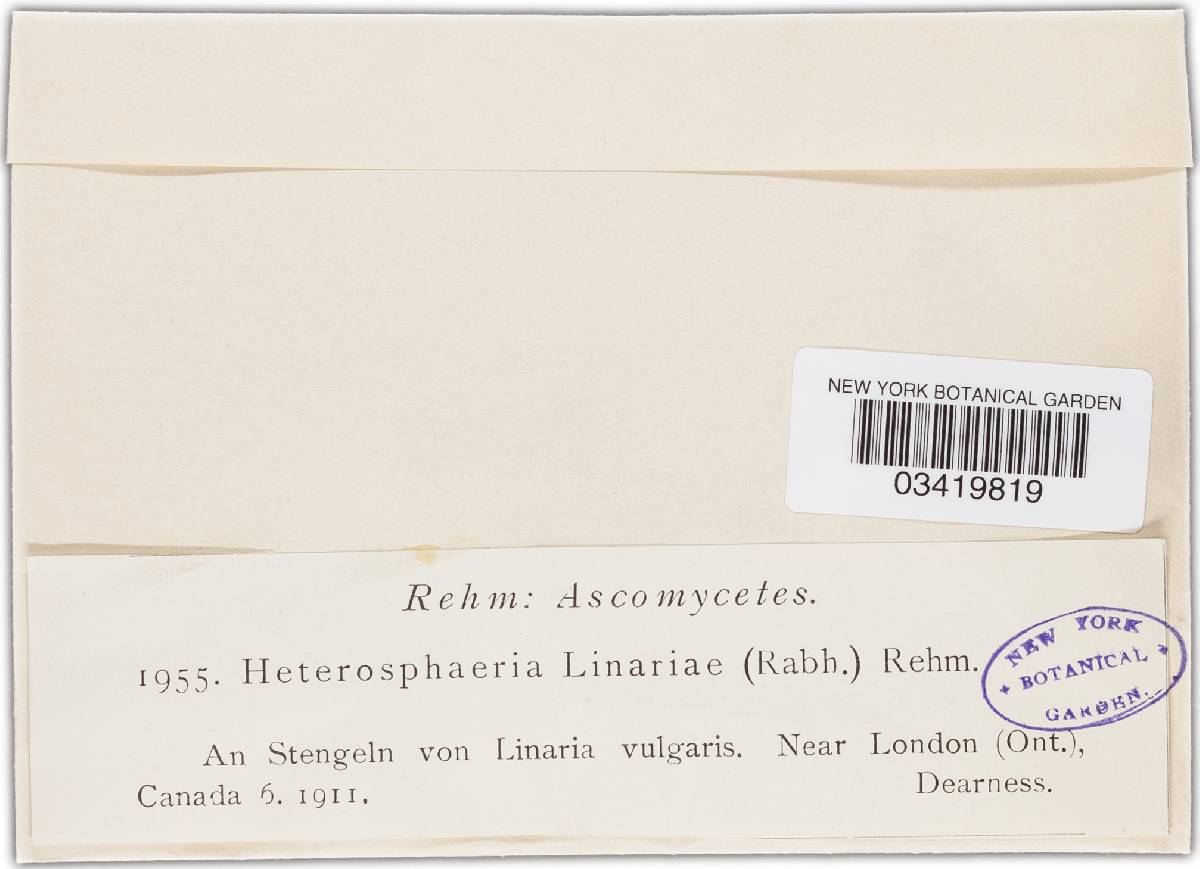 Heterosphaeria linariae image