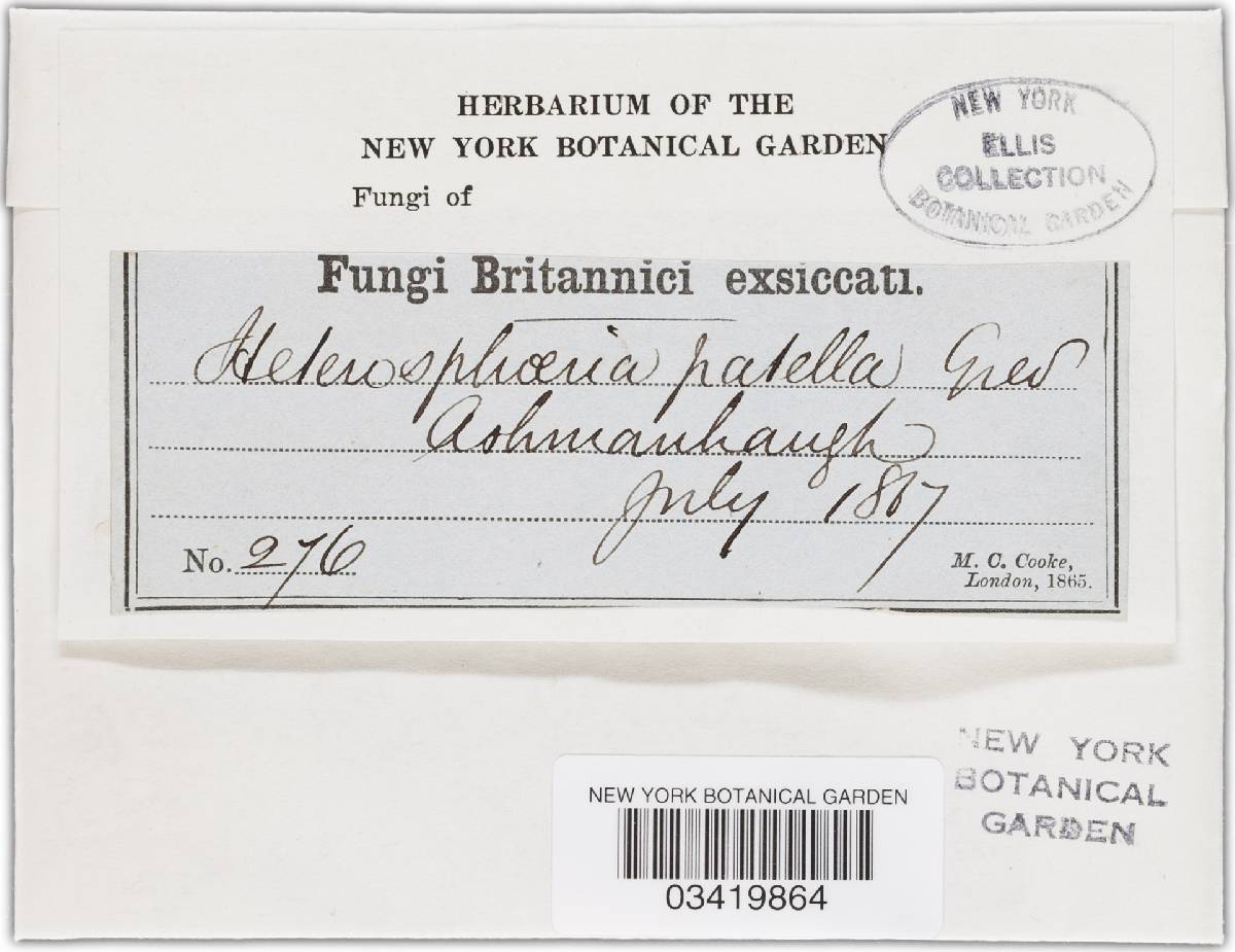 Heterosphaeria image