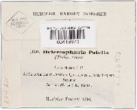 Heterosphaeria patella image