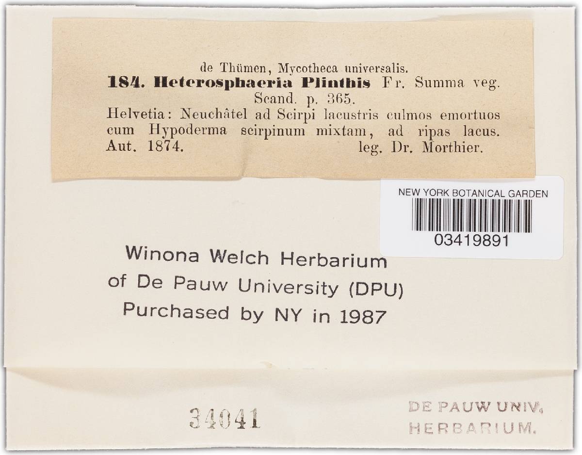 Heterosphaeria plinthis image