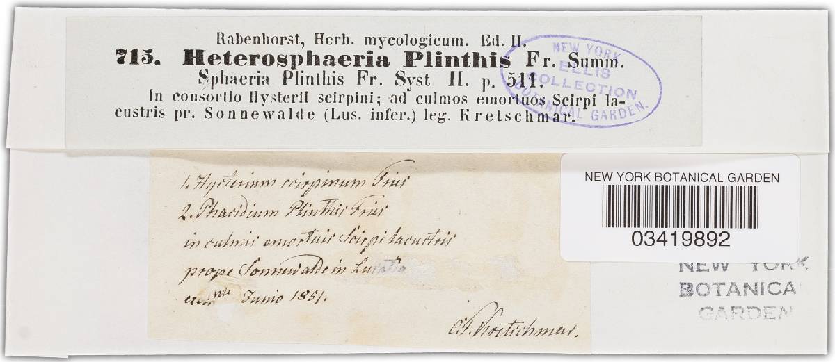 Heterosphaeria plinthis image