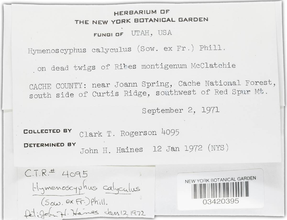 Hymenoscyphus calyculus image