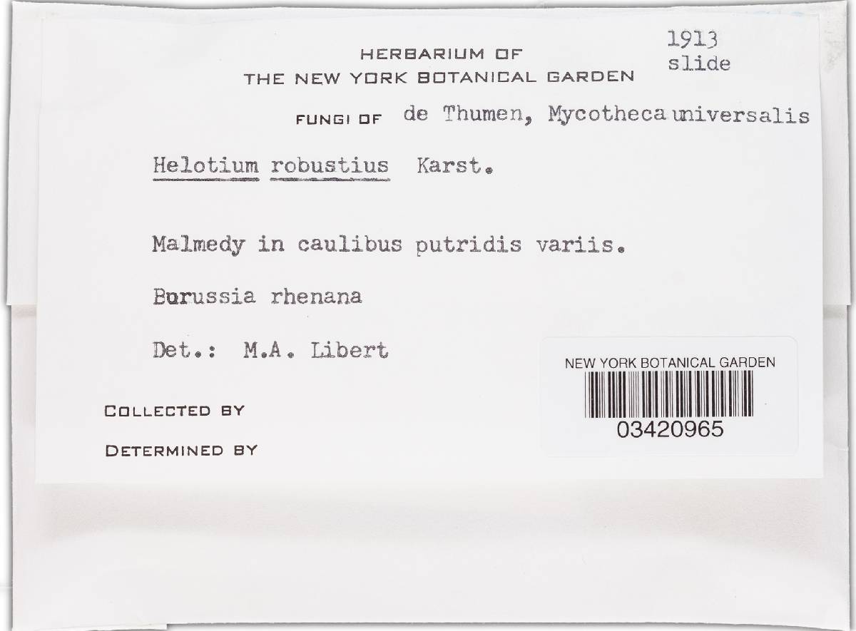 Hymenoscyphus robustior image