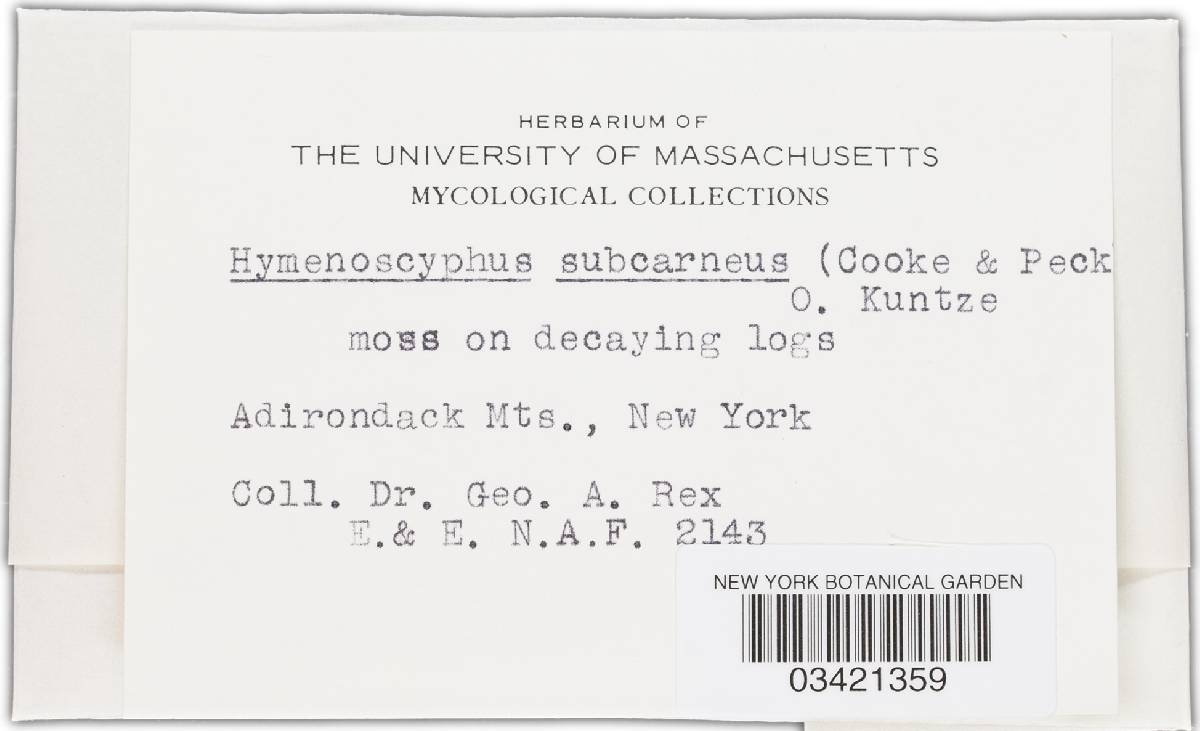 Roseodiscus subcarneus image
