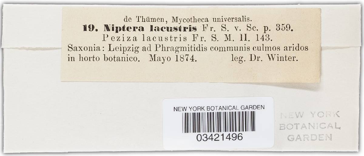 Niptera lacustris image