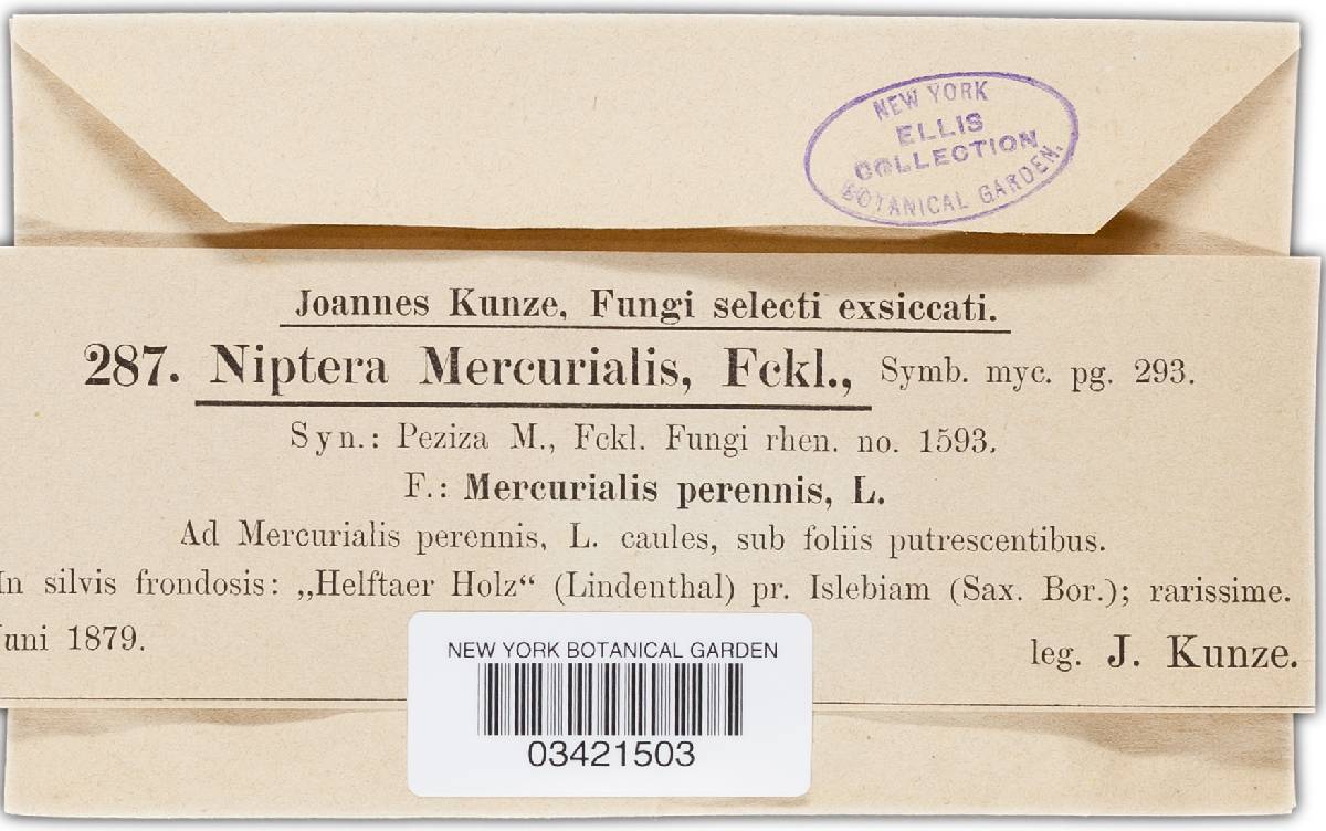 Niptera mercurialis image