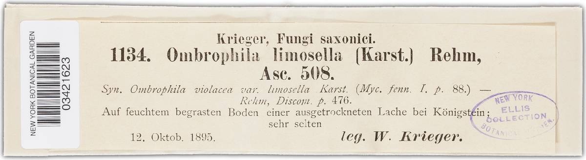Ombrophila limosella image